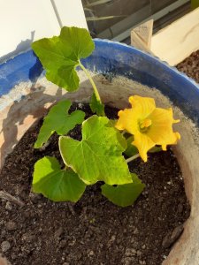 A courgette plant with one yellow flower